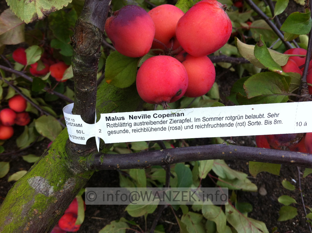 Malus Neville Copeman Fruechte 1.JPG